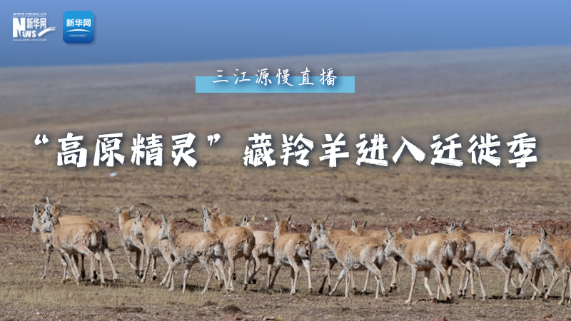 大美中國丨三江源慢直播——“高原精靈”藏羚羊進入遷徙季