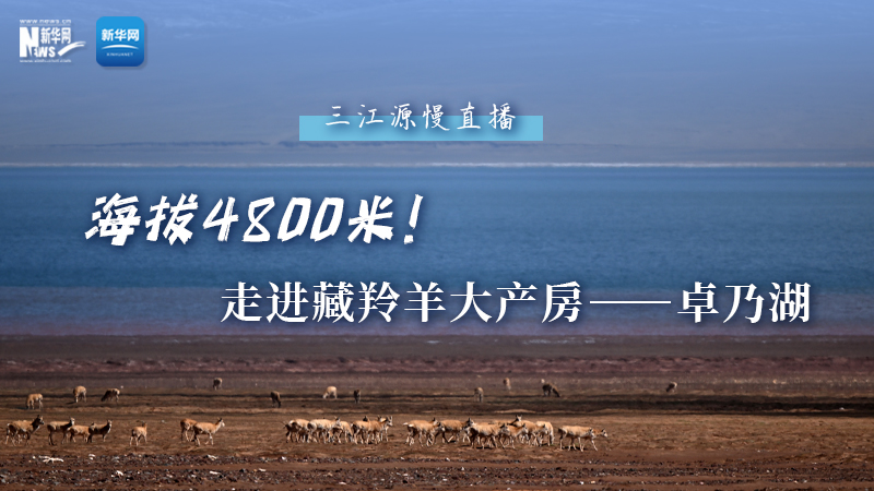 大美中國｜海拔4800米！走進藏羚羊大產(chǎn)房——卓乃湖