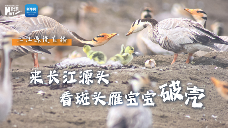 “萌主”當(dāng)家丨來長江源頭，看斑頭雁寶寶破殼