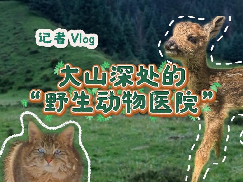 活力中國調(diào)研行｜記者Vlog：探訪祁連山深處的“野生動物醫(yī)院”