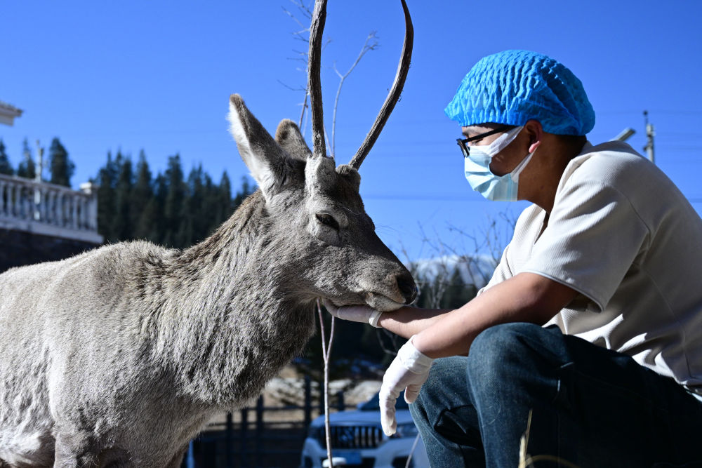 祁連山下，有家野生動物“福利院”