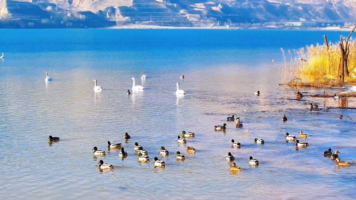 如约而至!青海化隆湿地连续十一年迎来越冬大天鹅