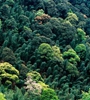 青海省持續(xù)開展大規(guī)模造林，國土綠化面積進一步擴大，省東部地區(qū)森林覆蓋率達32%高于全國平均水平