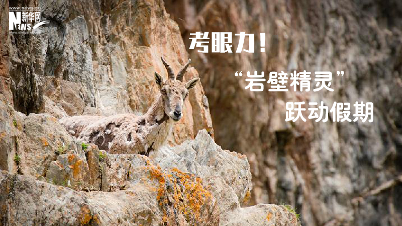 三江源慢直播丨考眼力！“巖壁精靈”躍動(dòng)假期