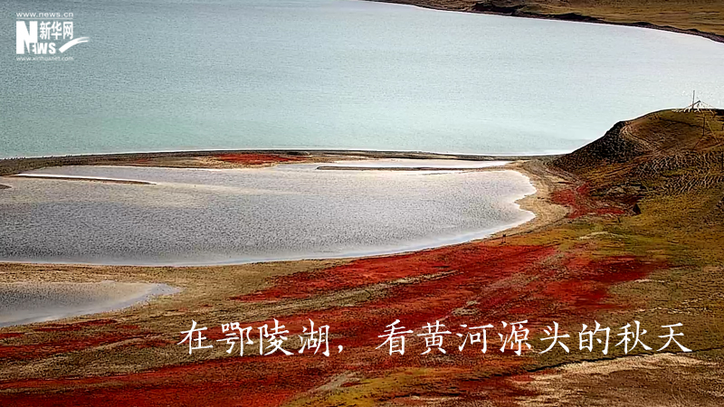 三江源慢直播丨在鄂陵湖，看黃河源頭的秋天