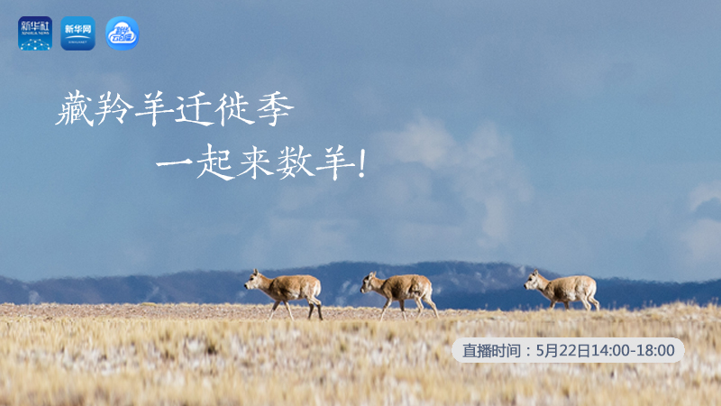 三江源慢直播丨藏羚羊遷徙季 一起來(lái)數(shù)羊！
